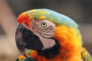 bird, parrot, multicoloured