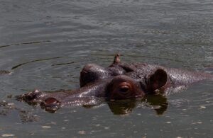 hippopotamus, hippopotamus in water, hippopotamus head