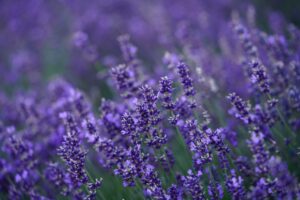 hd wallpaper, lavender, flower